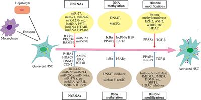 Epigenetic Regulation of Hepatic Stellate Cell Activation and Macrophage in Chronic Liver Inflammation